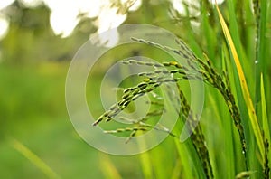 This is a picture of Rice crop.