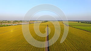 Picture of a rice field with a straight road in the high angle of the rice field with a clear atmosphere in Thailand