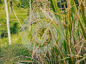 Picture of rice in the morning