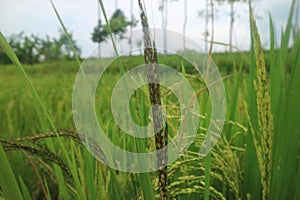 picture of rice in paddy field