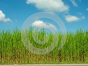 Picture of rice plants in front and blue sky