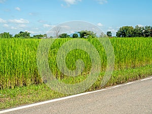 Picture of rice plants in front and blue sky