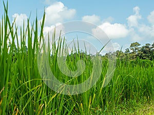 Picture of rice plants in front and blue sky