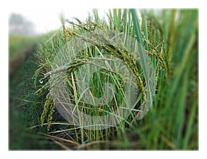 Picture of rice plants producing ears in late October.