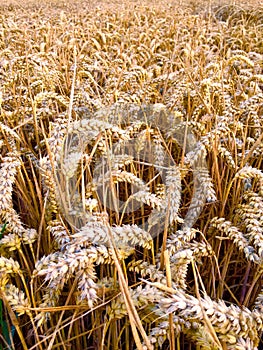 Picture of a ripe wheat field