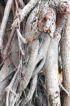 A picture of roots on big tree body