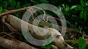 Picture of the roots of a large Banyan tree along the river. A banyan tree in Bangladesh Ficus benhalensis