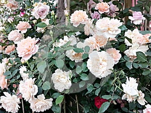 Picture of the Rose flowers photo