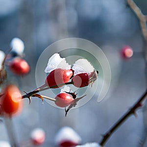 Picture of rose hips under the snow