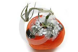 A picture of a rotten tomato