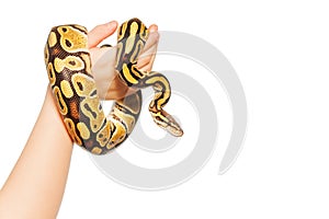 Picture of Royal or Ball python on kid's hand