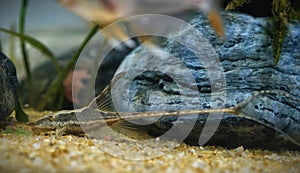 A picture of royal whiptail catfish in aquariums