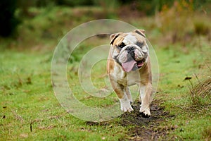 Picture of a running  English Bulldogge in the field