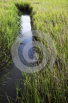 Salt marsh at Shem Creek in Mount Pleasant South Carolina photo