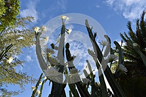 Picture of a San Pedro cactus with flowers, a massive cactus that can reach up to six metres tall.