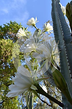 Picture of a San Pedro cactus flowers, a massive cactus that can reach up to six metres tall. photo