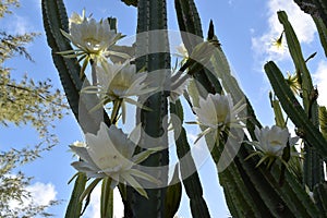 Picture of a San Pedro cactus white flowers, a massive cactus that can reach up to six metres tall.