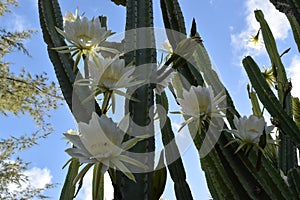 Picture of a San Pedro cactus white flowers, a massive cactus that can reach up to six metres tall. photo