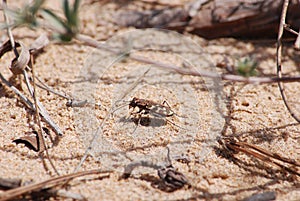 Picture of a sand bug CICINDELA HYBRIDA photo
