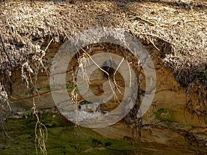 Picture with sandstone wall and tree roots