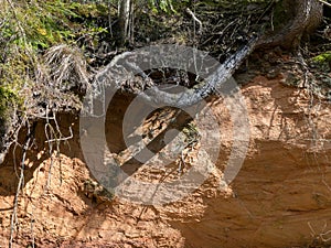 Picture with sandstone wall and tree roots