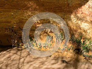 Picture with sandstone wall and tree roots
