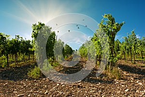 A sangiovese vineyard with blue sky background with birds in Valconca, Emilia Romagna, Italy photo