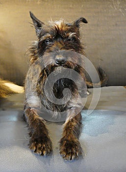 Picture The Scottish Terrier is a descendant of the Scottish Terrier,