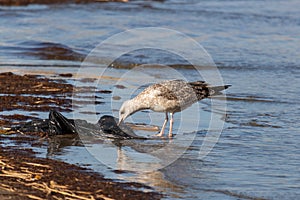 Picture of a seagull pulling on a plastic bag