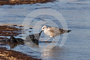 Picture of a seagull pulling on a plastic bag