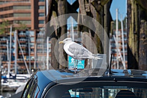 A picture of a seagull resting on the car roof.