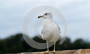 A picture of a seagull resting on the fence.