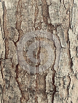 Picture of seamless tree bark texture