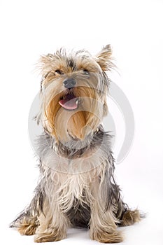 Picture of a seated puppy yorkshire terrier