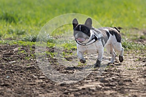 Picture of a security French Bulldog who is ranning on the meadow
