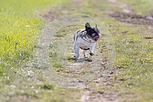 Picture of a security French Bulldog who is ranning on the meadow