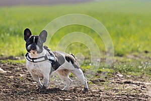 Picture of a security French Bulldog who is ranning on the meadow