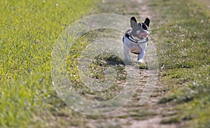 Picture of a security French Bulldog who is ranning on the meadow