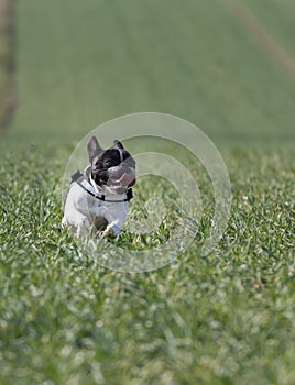 Picture of a security French Bulldog who runs in the wheat field