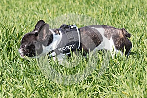 Picture of a security French Bulldog who is standing in tall grass and sniffing