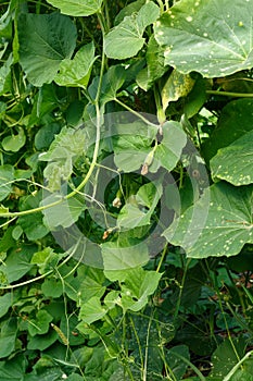 Picture of seedlings and marrows growing on branch in greenhouse