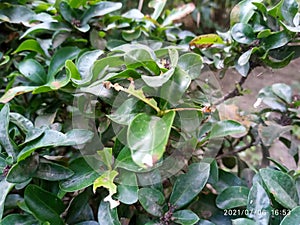 This is the picture of severinia buxifolia tree. photo