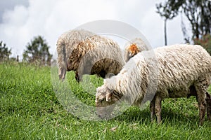 Picture of a sheep grazing in a meadow