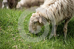 Picture of a sheep grazing in a meadow
