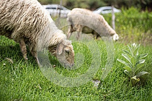 Picture of a sheep grazing in a meadow