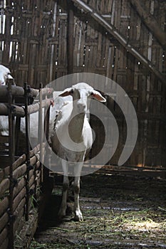 picture of a sheep in a stable