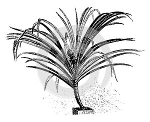 Pandanus, Furcatus, screw, pine, shrub, leaves, fruit, stem, oval vintage illustration photo