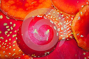 Background with fly agaric hats