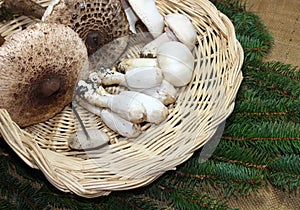 A basket with different mushrooms from the forest