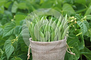 Beans in a jute sack in front of a bean field photo